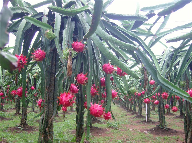 火龍果,能者橡膠,<a title='鼠標墊廠家' target='_blank' href='http://m.nmbc.com.cn/' class='seolabel'>鼠標墊廠家</a>