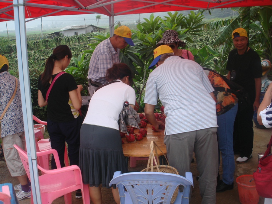 火龍果,能者橡膠,<a title='鼠標墊廠家' target='_blank' href='http://m.nmbc.com.cn/' class='seolabel'>鼠標墊廠家</a>