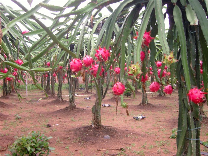 火龍果,能者橡膠,<a title='鼠標墊廠家' target='_blank' href='http://m.nmbc.com.cn/' class='seolabel'>鼠標墊廠家</a>