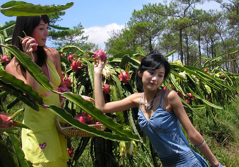 火龍果,能者橡膠,<a title='鼠標墊廠家' target='_blank' href='http://m.nmbc.com.cn/' class='seolabel'>鼠標墊廠家</a>