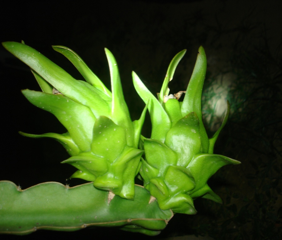 火龍果,能者橡膠,<a title='鼠標墊廠家' target='_blank' href='http://m.nmbc.com.cn/' class='seolabel'>鼠標墊廠家</a>