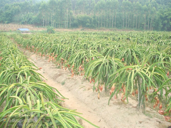 火龍果,能者橡膠,<a title='鼠標墊廠家' target='_blank' href='http://m.nmbc.com.cn/' class='seolabel'>鼠標墊廠家</a>